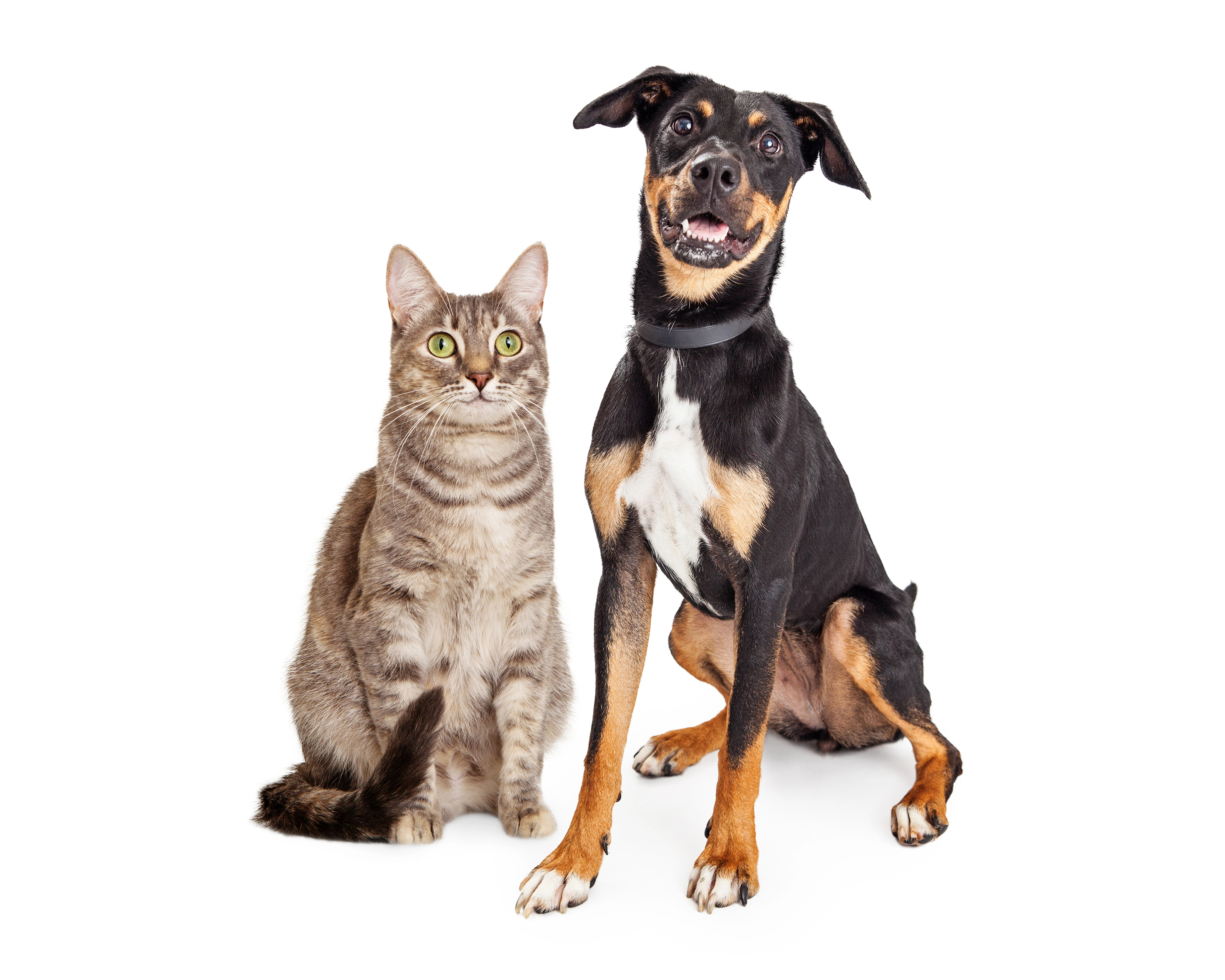 Dog and Cat
